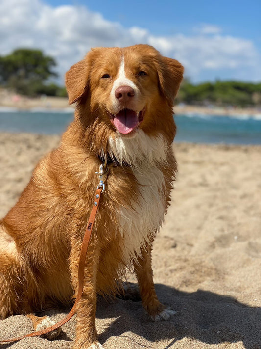 Longe à personnaliser - ✹Oromë✹ accessoires sur-mesure pour chiens