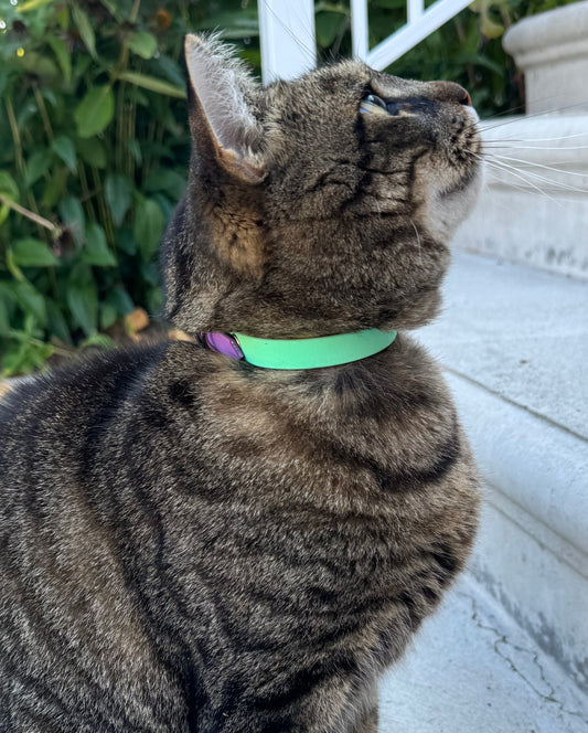 Mini VALAR - ✹Oromë✹ accessoires sur-mesure pour chiens