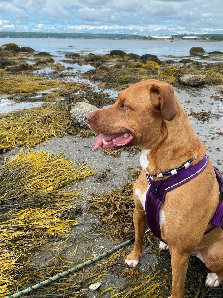 Collier anti-tiques - ✹Oromë✹ accessoires sur-mesure pour chiens