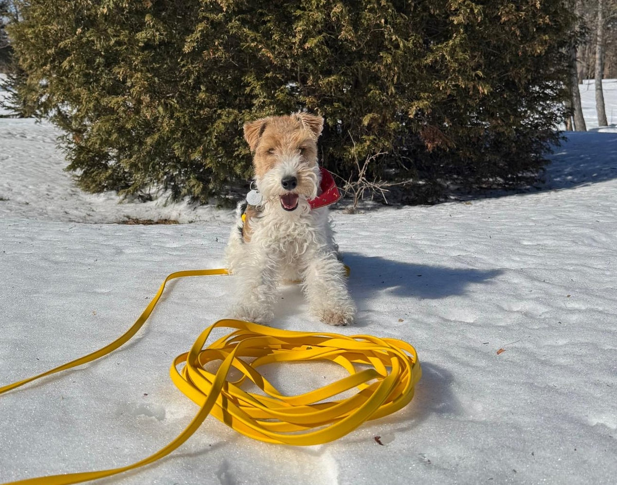 Longe à personnaliser - ✹Oromë✹ accessoires sur-mesure pour chiens