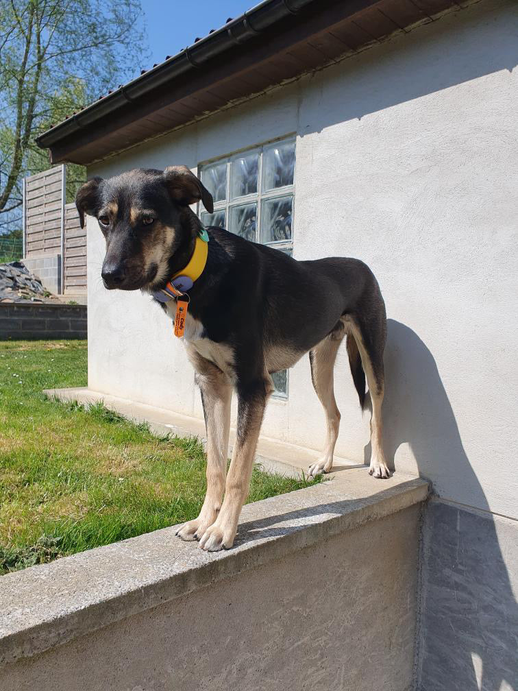Collier VALAR - ✹Oromë✹ accessoires sur-mesure pour chiens