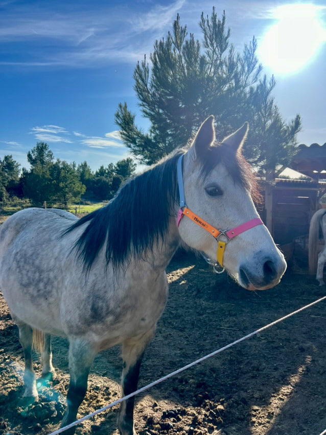 Licol d'équitation 🐎 - ✹Oromë✹ accessoires sur-mesure pour chiens