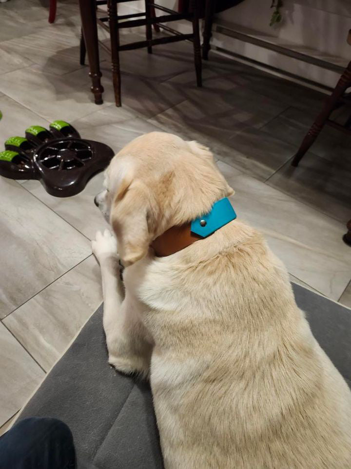VALAR 1 ½ pouce - ✹Oromë✹ accessoires sur-mesure pour chiens