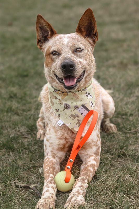Jouet avec balle - ✹Oromë✹ accessoires sur-mesure pour chiens