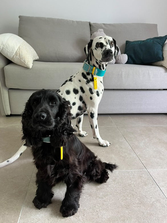 Collier VALAR - ✹Oromë✹ accessoires sur-mesure pour chiens