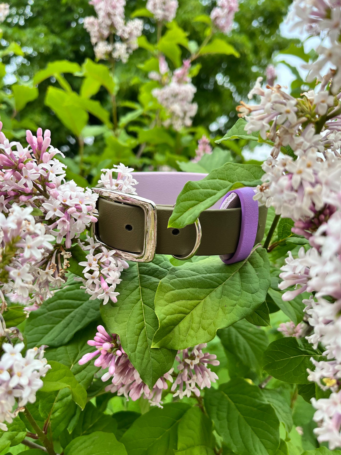 ARDA | 10 à 14" | olive et lavande - ✹Oromë✹ accessoires sur-mesure pour chiens