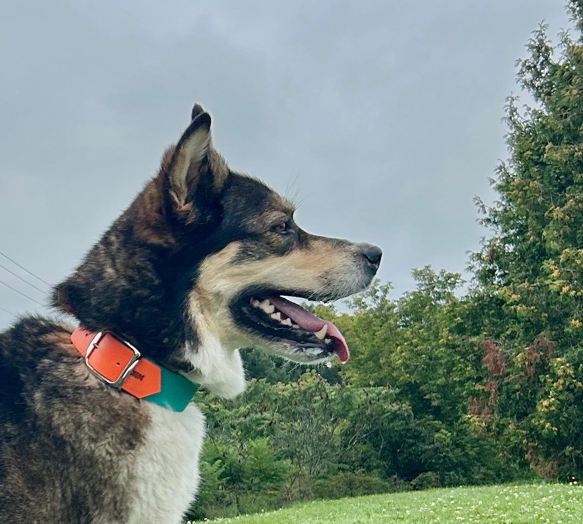VALAR - ✹Oromë✹ accessoires sur-mesure pour chiens