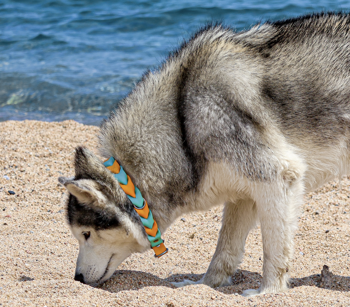 Collier ELDAR - ✹Oromë✹ accessoires sur-mesure pour chiens