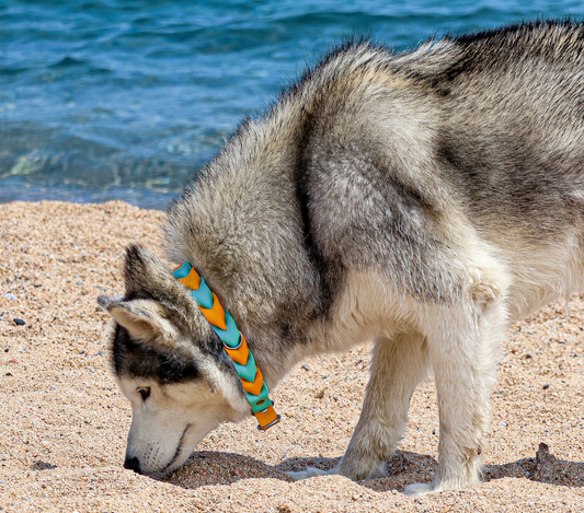Collier ELDAR - ✹Oromë✹ accessoires sur-mesure pour chiens