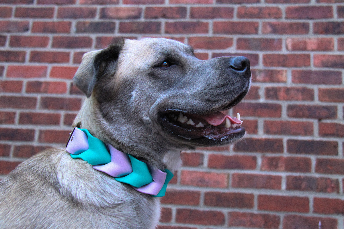 Collier ILWERAN - ✹Oromë✹ accessoires sur-mesure pour chiens