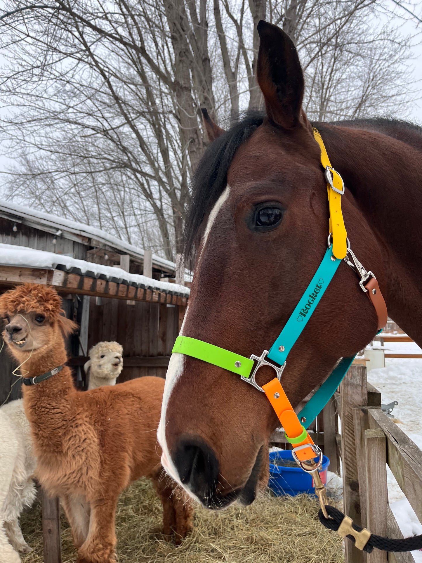 Licol d'équitation 🐎 - ✹Oromë✹ accessoires sur-mesure pour chiens