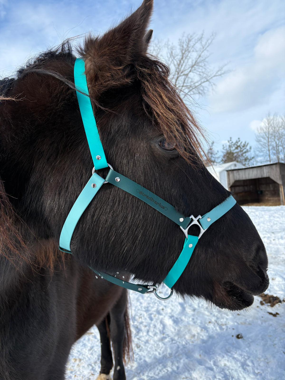 Licol d'équitation 🐎 - ✹Oromë✹ accessoires sur-mesure pour chiens