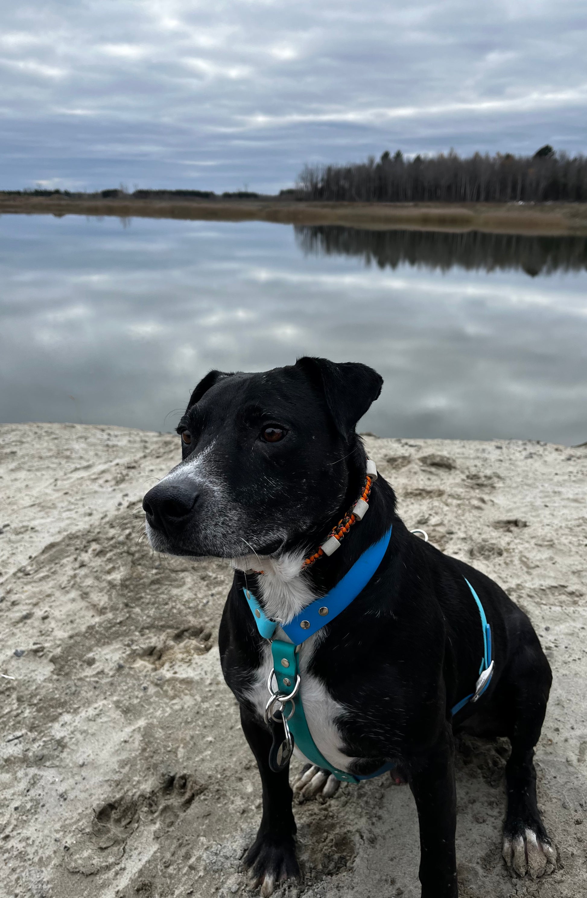 Collier anti-tiques - ✹Oromë✹ accessoires sur-mesure pour chiens