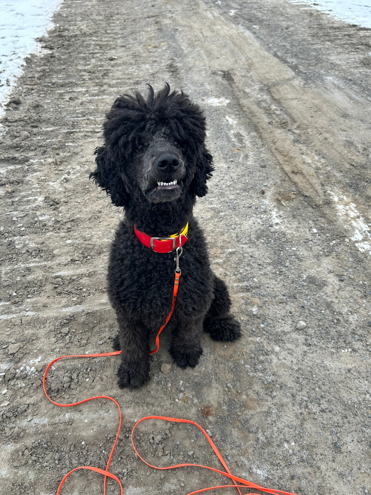 Longe à personnaliser - ✹Oromë✹ accessoires sur-mesure pour chiens