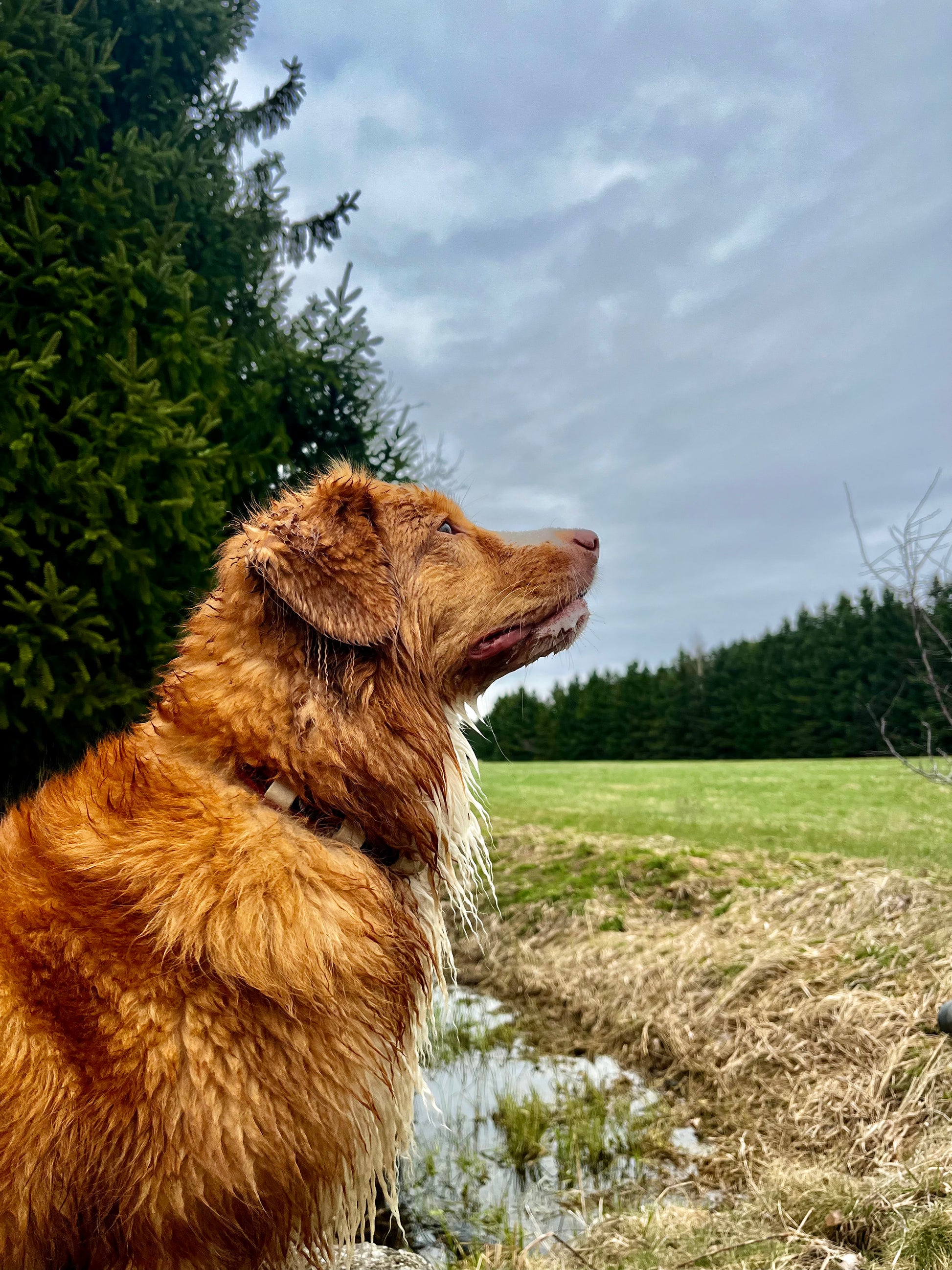 Collier anti-tiques - ✹Oromë✹ accessoires sur-mesure pour chiens