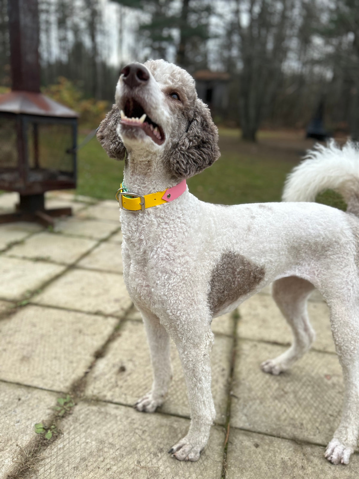 VALAR - ✹Oromë✹ accessoires sur-mesure pour chiens