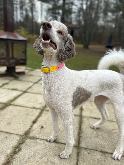 VALAR - ✹Oromë✹ accessoires sur-mesure pour chiens
